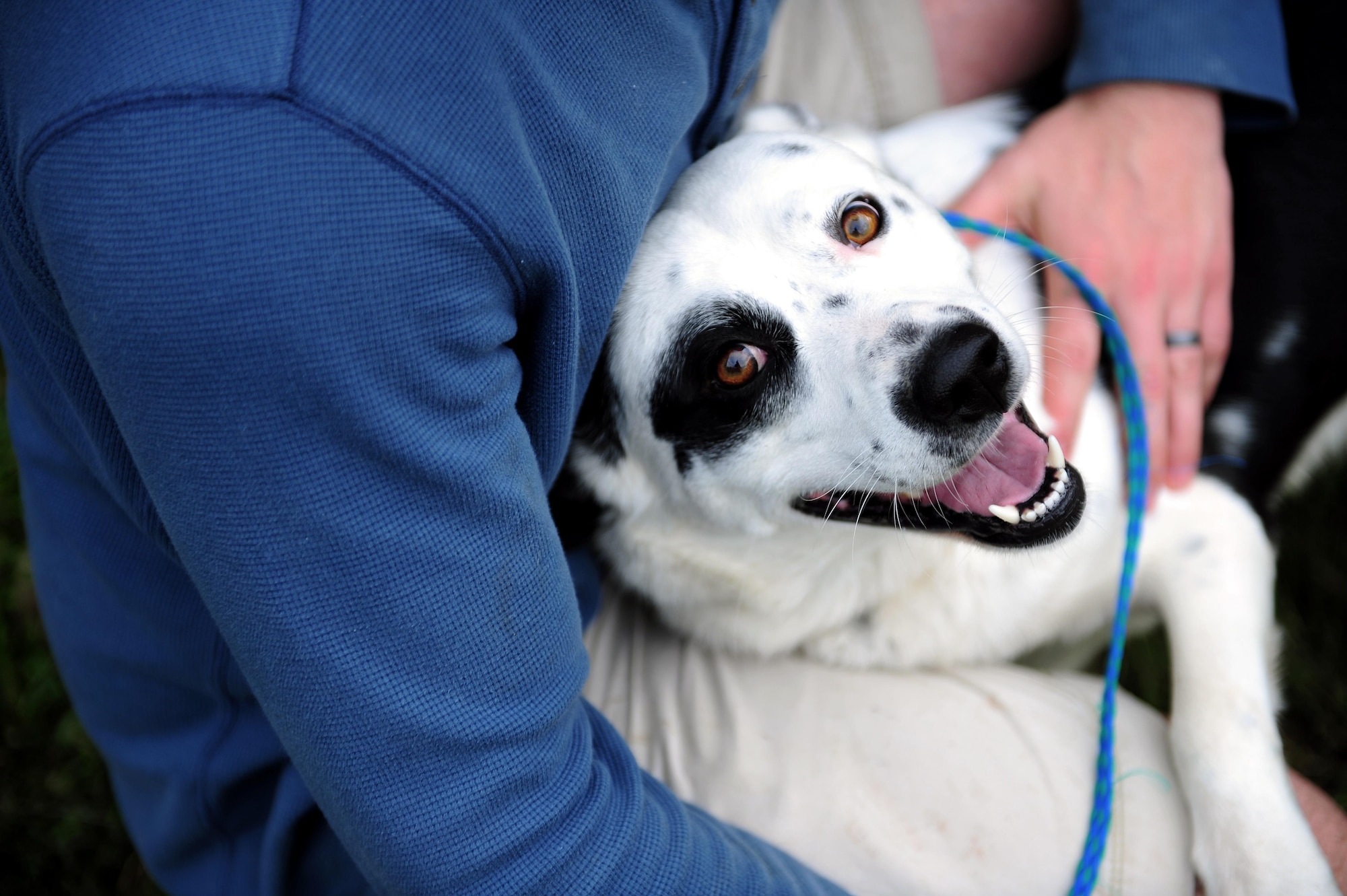 One of the animals previously available at a local shelter in Warrensburg, Mo. Opportunities to volunteer increase significantly by venturing into the local communities and keeping an open eye for things of personal interest.