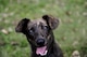 A puppy enjoys some fresh air at a local animal shelter in Warrensburg, Mo. Volunteers at a shelter can socialize and exercise the animals, which helps the staff in finding them good homes. Contact your first sergeant for more information on volunteer opportunities available in your local community.