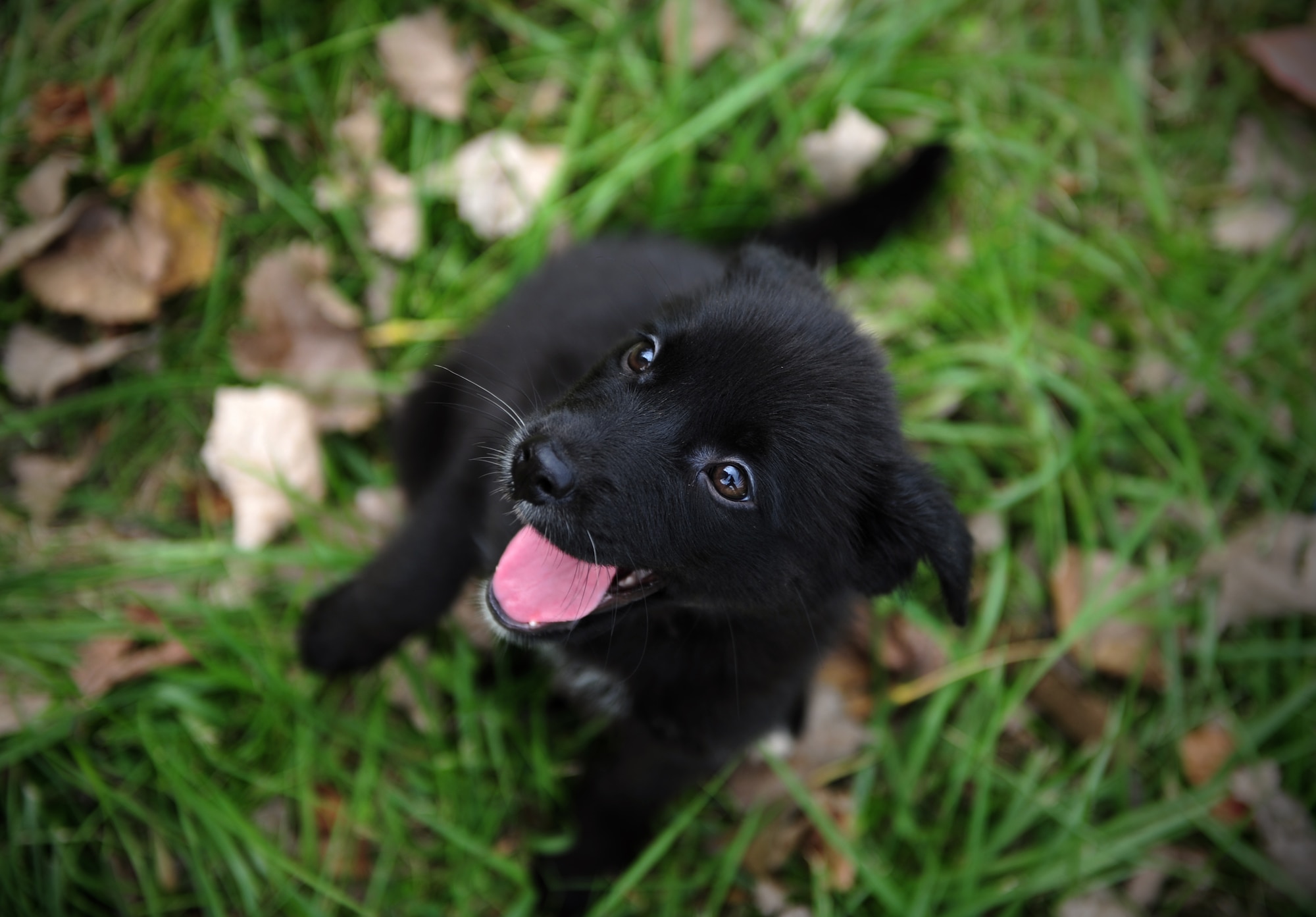 A puppy enjoys time outside of a local animal shelter in Warrensburg, Mo.