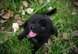 A puppy enjoys time outside of a local animal shelter in Warrensburg, Mo.