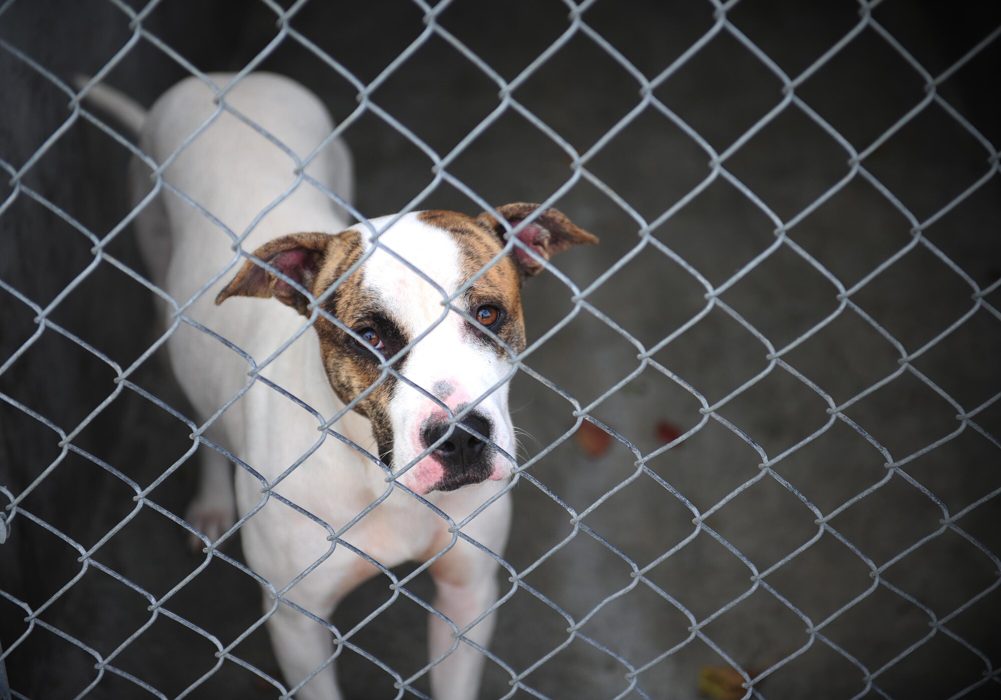 One of the many dogs previously available at a local animal shelter peers through the fencing in Warrensburg, Mo. Volunteer opportunities at a shelter include socialization and exercise of the animals.