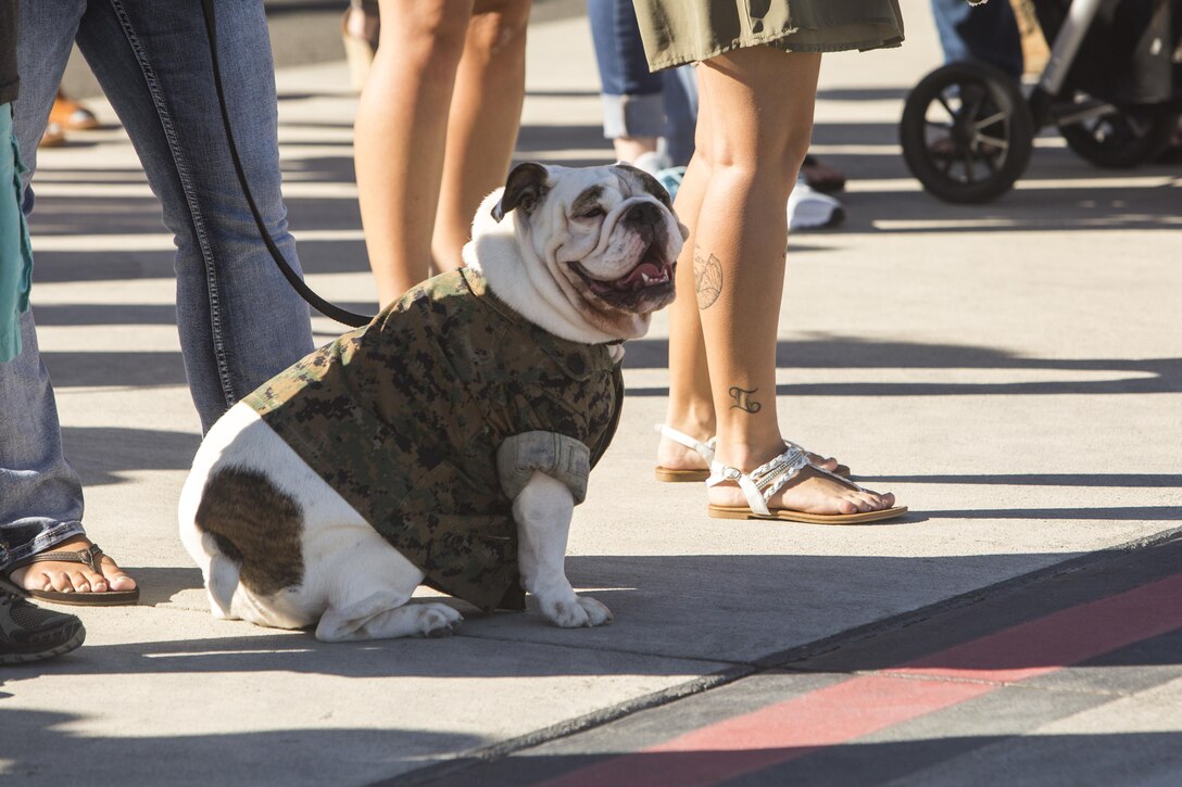 The bulldog of a U.S. Marine with Marine Rotational Force Darwin (MRF-D) waits for the return of its owner at the Marine Corps Air Station Kaneohe Bay Terminal, Sept. 28, 2017. MRF-D is a tangible demonstration of the United States’ sustained commitment to the U.S.–Australia alliance and to the Indo-Asia-Pacific region to improve security cooperation activities, disaster relief response capabilities, and the ability to respond to various crises throughout the region. (U.S. Marine Corps photo by Lance Cpl. Isabelo Tabanguil)