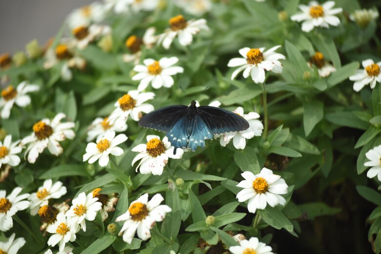 A butterfly visits the pollinator garden at Cheatham Lake in Ashland City, Tenn., Sept. 30, 2017.  Volunteer gardeners are needed to join the team responsible for developing, maintaining and improving the garden, working toward certification as a Monarch Waystation at the U.S. Army Corps of Engineers Nashville District project. (USACE photo by Lee Roberts)