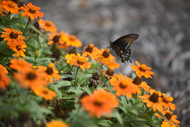 A butterfly visits the pollinator garden at Cheatham Lake in Ashland City, Tenn., Sept. 30, 2017.  Volunteer gardeners are needed to join the team responsible for developing, maintaining and improving the garden, working toward certification as a Monarch Waystation at the U.S. Army Corps of Engineers Nashville District project. (USACE photo by Lee Roberts)