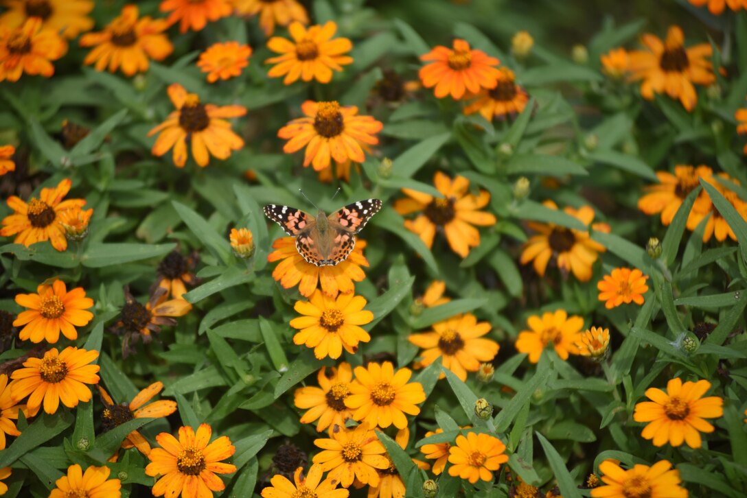 A butterfly visits the pollinator garden at Cheatham Lake in Ashland City, Tenn., Sept. 30, 2017.  Volunteer gardeners are needed to join the team responsible for developing, maintaining and improving the garden, working toward certification as a Monarch Waystation at the U.S. Army Corps of Engineers Nashville District project. (USACE photo by Lee Roberts)