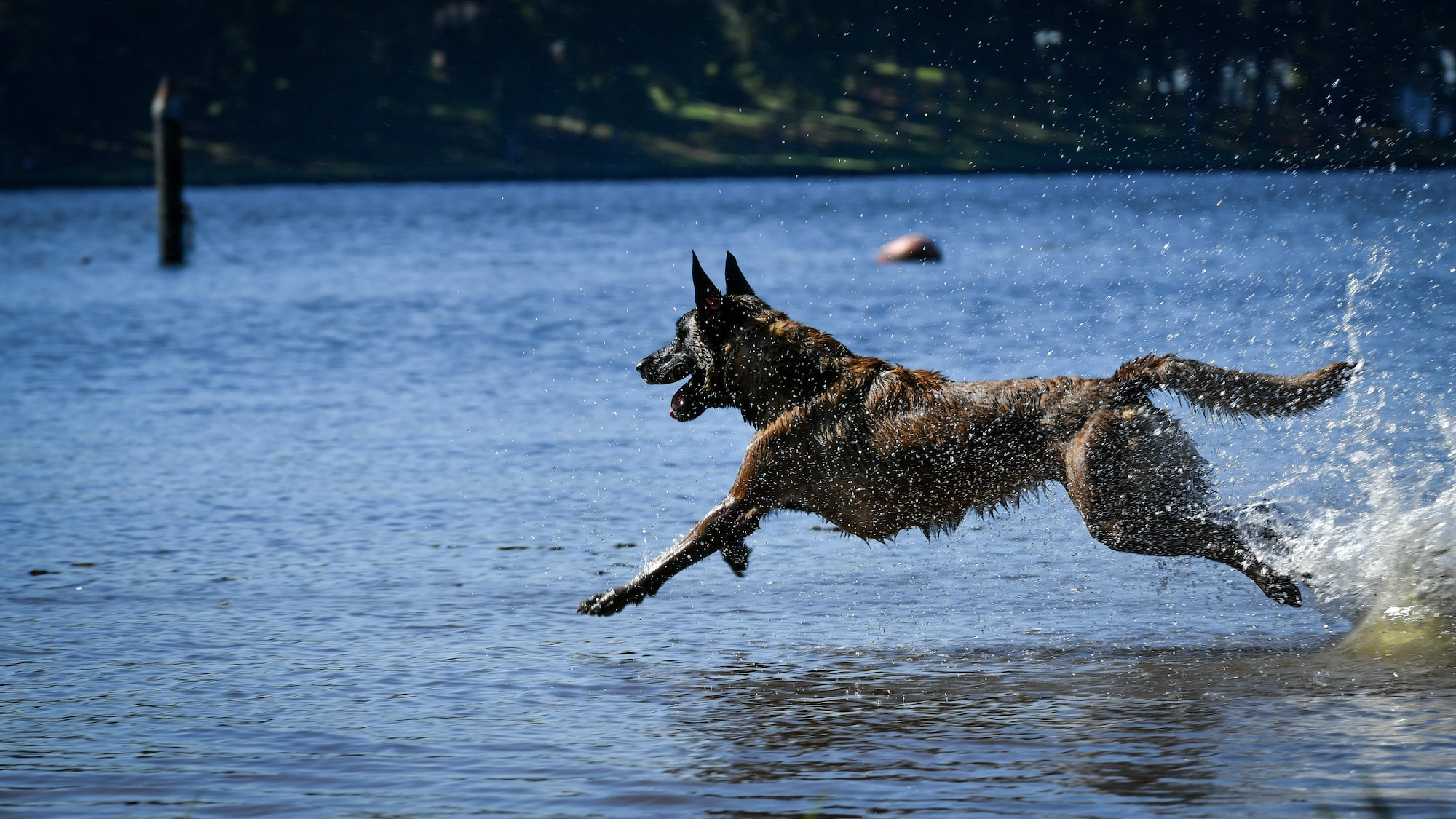 Vvelma, 2nd Security Forces Squadron military working dog, runs into the Black Bayou Lake as part of a water aggression training session at Benton, La., Sept. 6, 2017. The training sessions in water provided MWDs with the skills to be more effective within their area of responsibility. Barksdale’s geographical location includes numerous large bodies of water