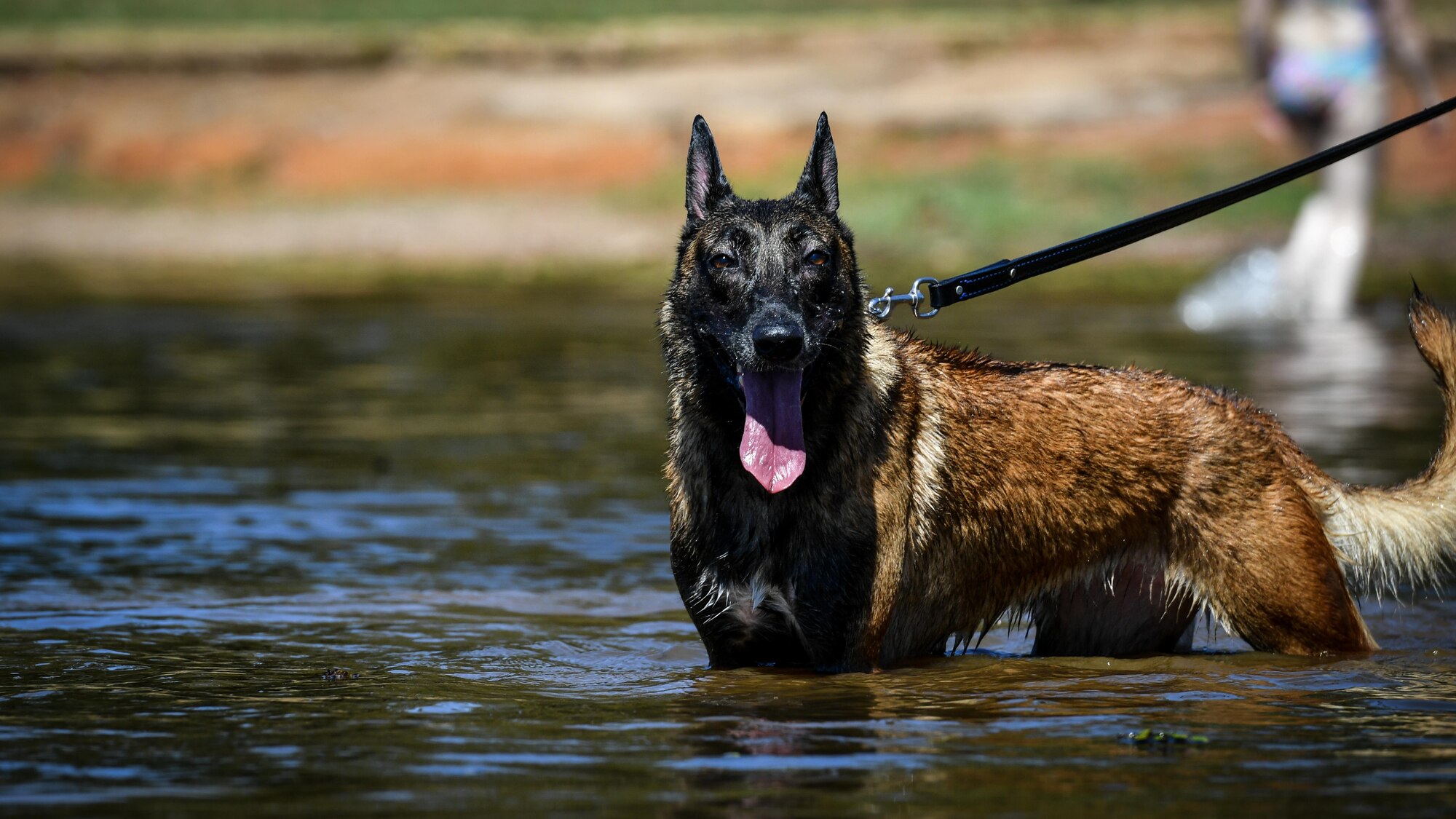 Vvelma, 2nd Security Forces Squadron military working dog, takes a break during a water aggression training session in Benton, La., Sept. 6, 2017. The water aggression training session provided MWDs with an opportunity to increase their skills by adding water take-downs to their current skillset
