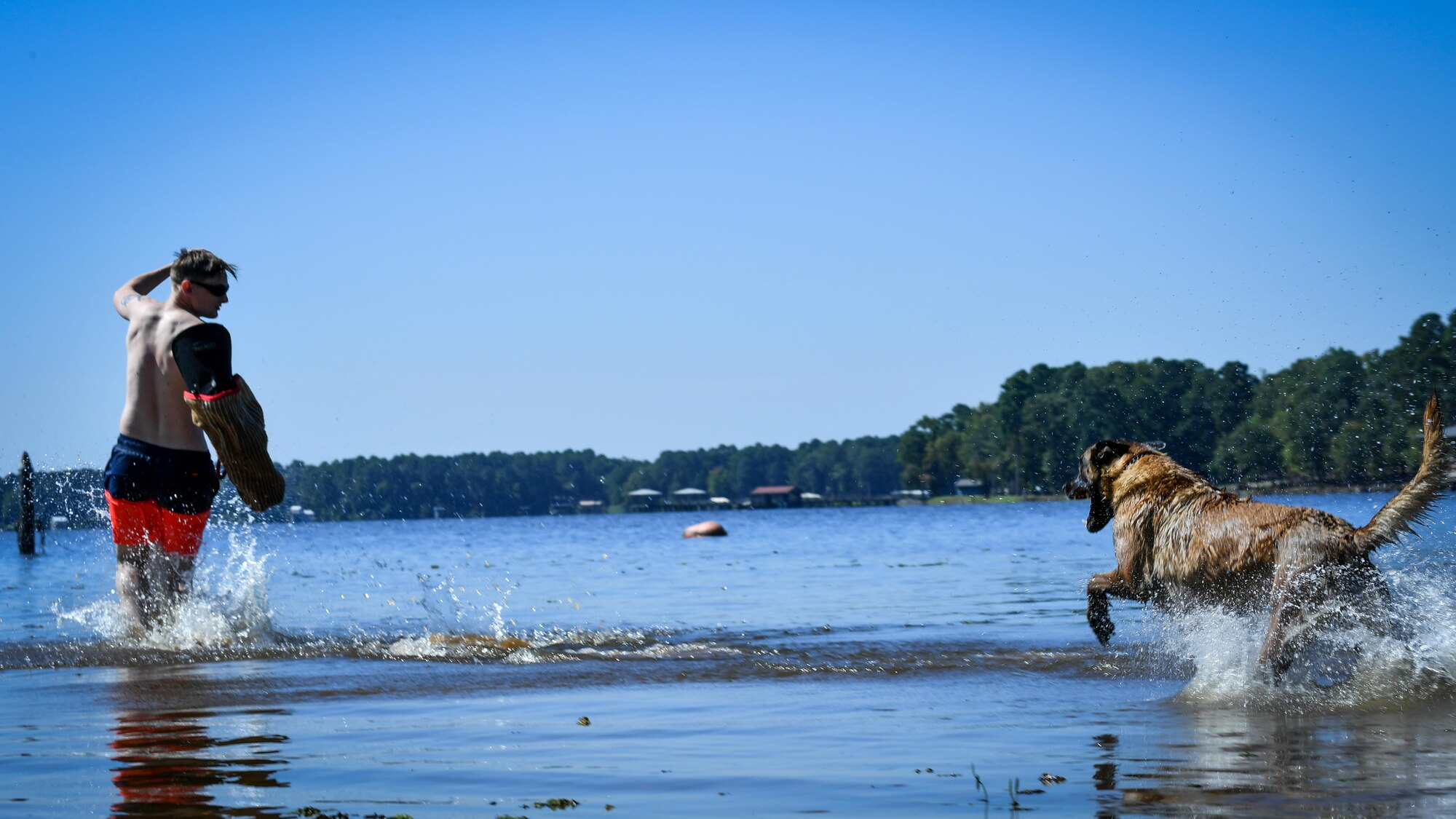Senior Airman William Sims, 2nd Security Forces Squadron military working dog handler, attempts to evade MWD Zzeki during a water aggression training session at Black Bayou Lake in Benton, La., Sept. 6, 2017. Sims ran into the lake in an attempt to confuse and evade MWD Zzeki