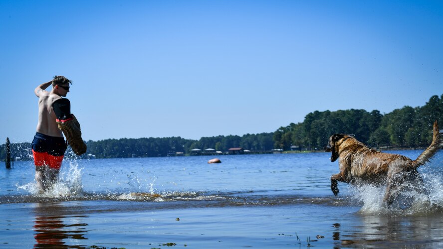 Senior Airman William Sims, 2nd Security Forces Squadron military working dog handler, attempts to evade MWD Zzeki during a water aggression training session at Black Bayou Lake in Benton, La., Sept. 6, 2017. Sims ran into the lake in an attempt to confuse and evade MWD Zzeki