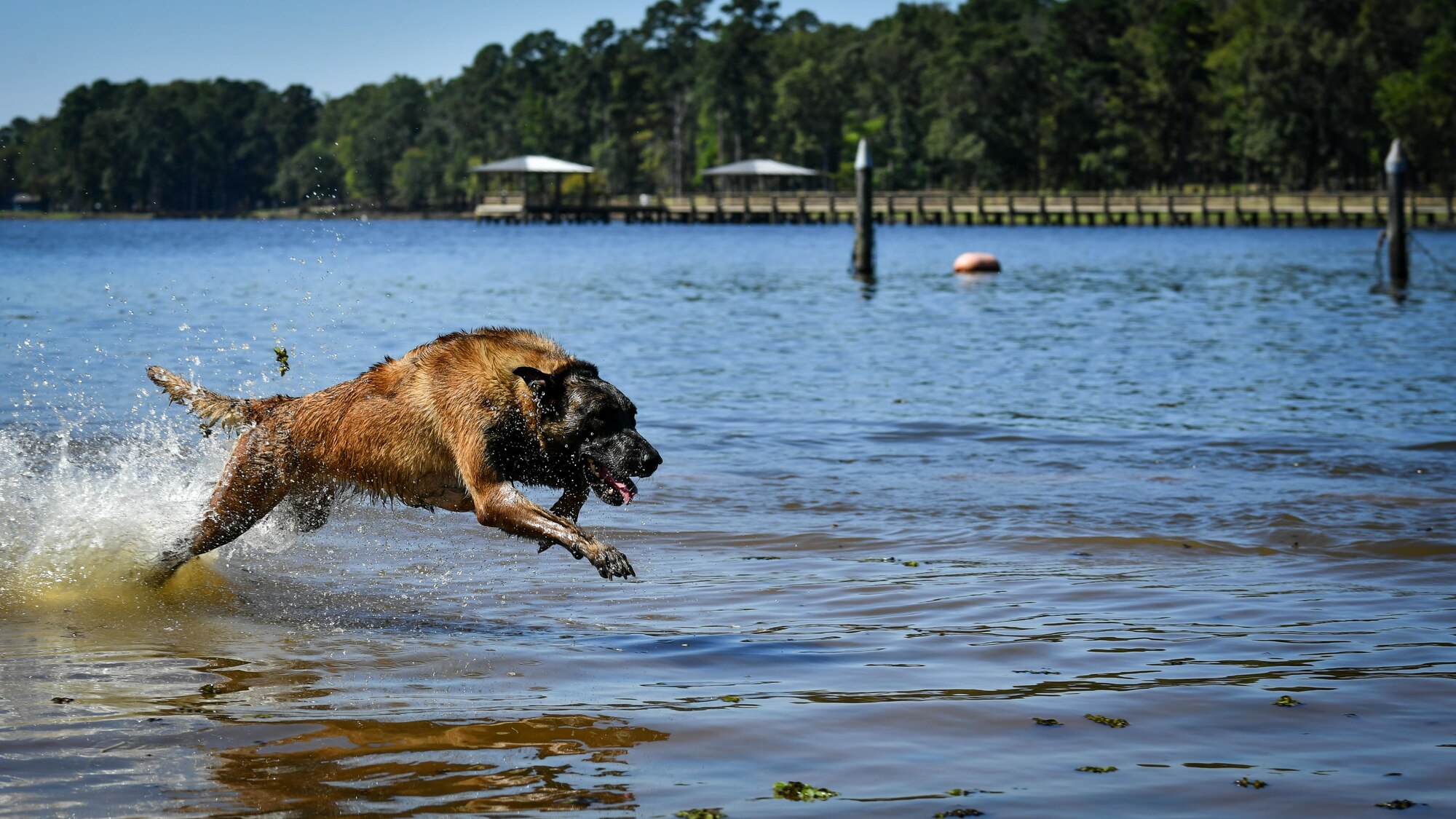 Vvelma, a 2nd Security Forces Squadron military working dog, sprints in the Black Bayou Lake during a water aggression training session in Benton, La., Sept. 6, 2017. MWDs took turns conducting various types of training drills in the lake
