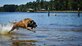 Vvelma, a 2nd Security Forces Squadron military working dog, sprints in the Black Bayou Lake during a water aggression training session in Benton, La., Sept. 6, 2017. MWDs took turns conducting various types of training drills in the lake