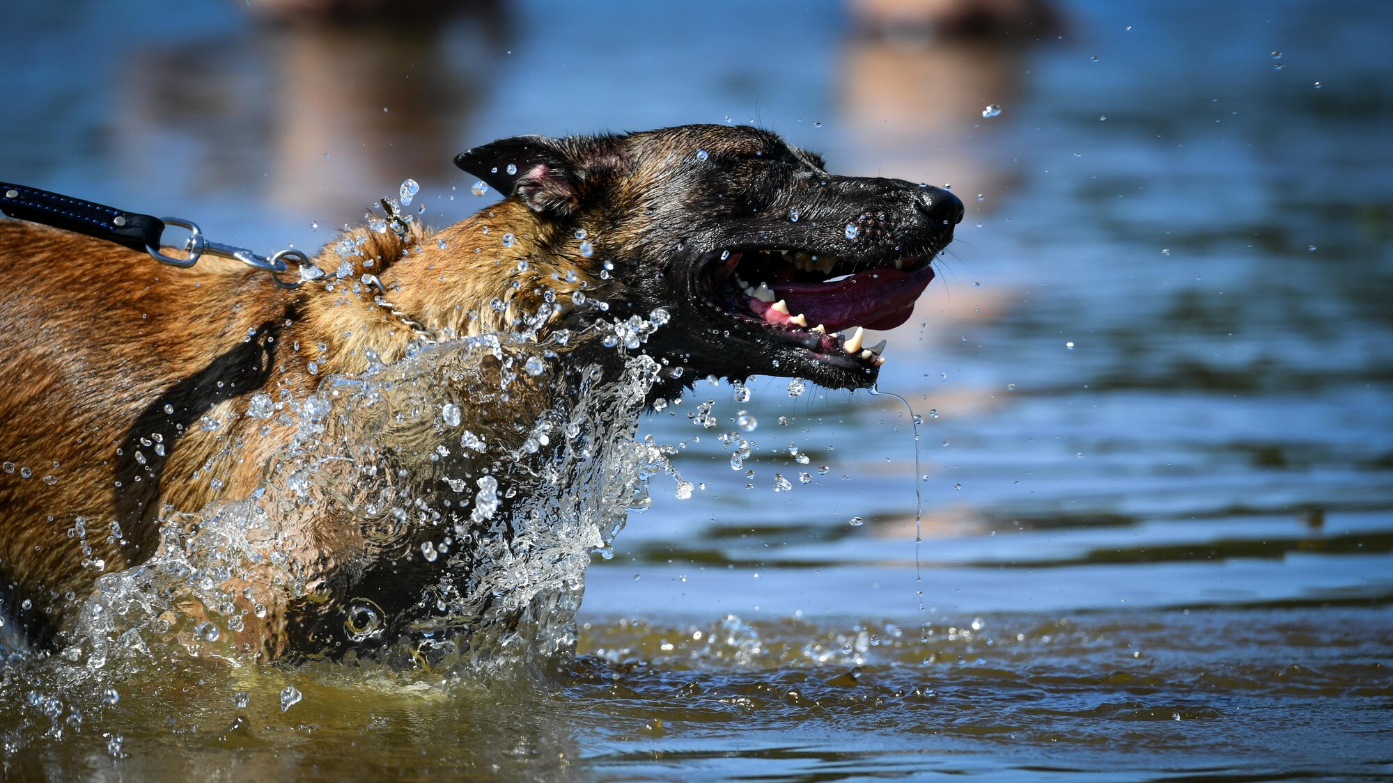 Vvelma, 2nd Security Forces Squadron military working dog, plays in the Black Bayou Lake between bite drills in Benton, La., Sept. 6, 2017. The training session also provided MWDs with an opportunity to have fun and enjoy playing in the water