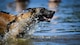Vvelma, 2nd Security Forces Squadron military working dog, plays in the Black Bayou Lake between bite drills in Benton, La., Sept. 6, 2017. The training session also provided MWDs with an opportunity to have fun and enjoy playing in the water