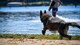 Vvelma, 2nd Security Forces Squadron military working dog, prepares to engage Staff Sgt. Jonathan Baker, 2SFS military working dog handler in the Black Bayou Lake during a water aggression training session in Benton, La., Sept. 6, 2017. MWDs conduct numerous bite drills weekly, during the drills MWDs chased and stopped a simulated suspect by attacking a bite wrap worn by trainers