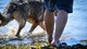 Staff Sgt. Stephen Lammers, 2nd Security Forces Squadron military working dog trainer, walks MWD Aura after a water aggression training session at Black Bayou Lake in Benton, La., Sept. 6, 2017. MWDs performed bite drills designed to slow down or stop suspects attempting to flee apprehension by escaping into a body of water