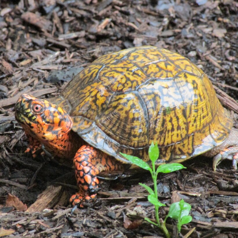 A male box turtle enjoys a rainy day at Carr Creek Lake, Sassafras, Ky.