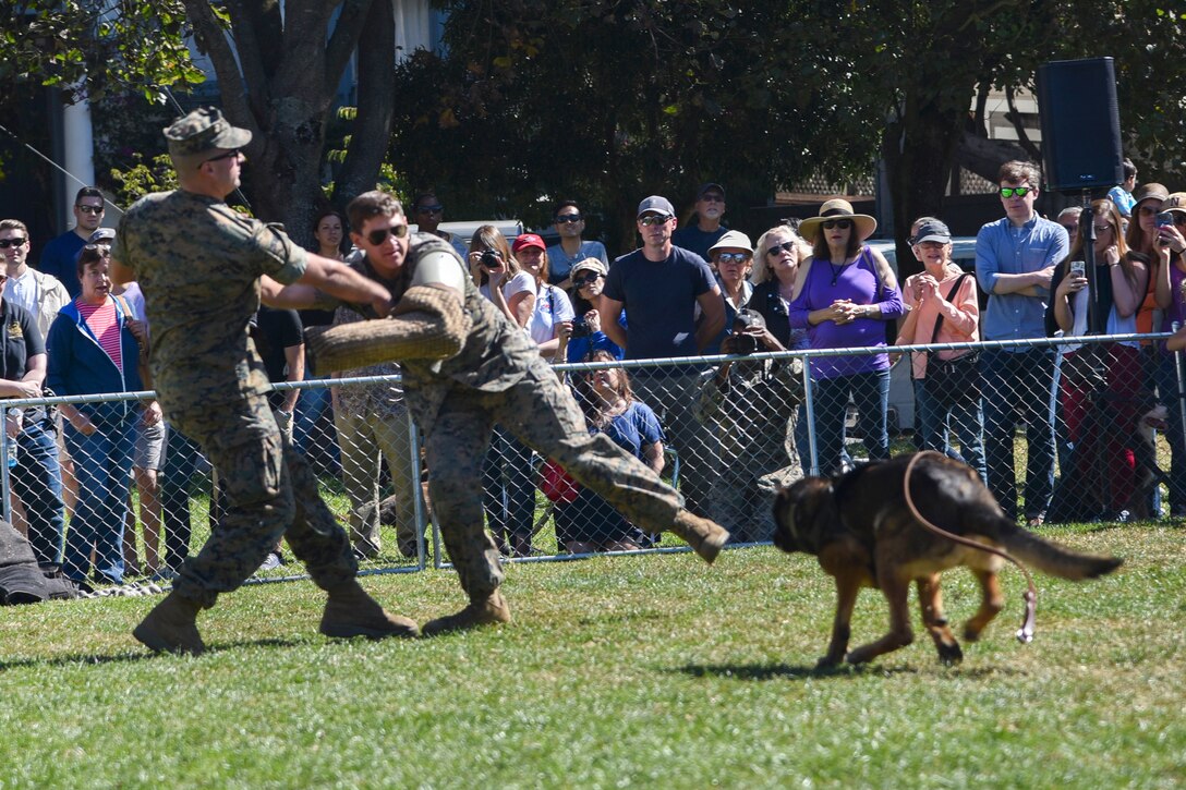 Marine Corps Lance Cpl. Braxton Rico simulates attacking Lance Cpl. John Sandherr and Lotor, a military working dog, prepares to demonstrate a controlled aggression technique,