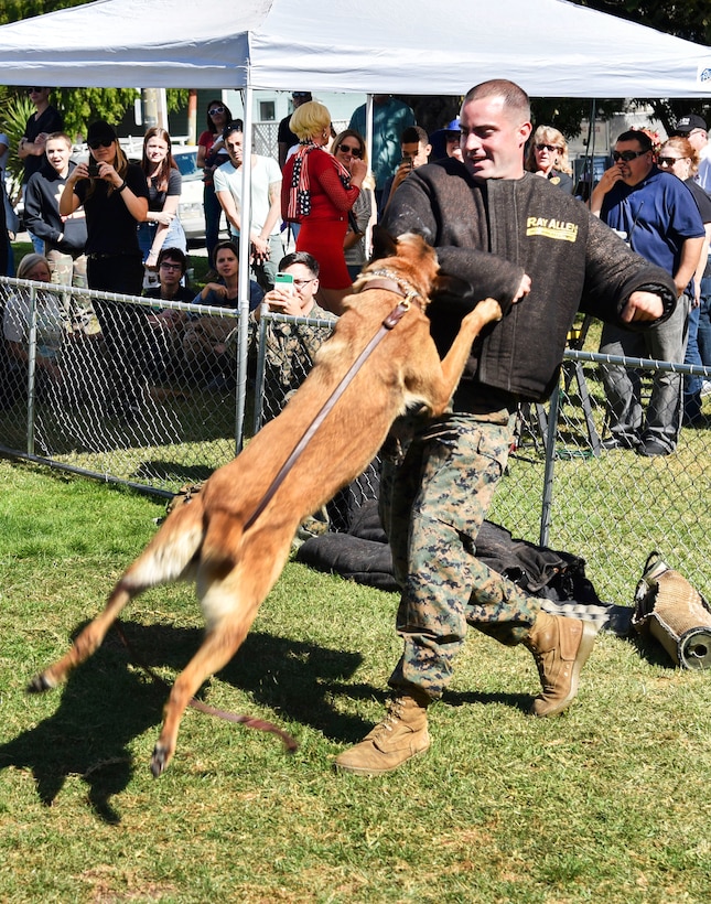 Uurzua, a military working dog, performs an attack bite on Marine Corps Lance Cpl. John Sandherr demonstrating a controlled aggression technique.