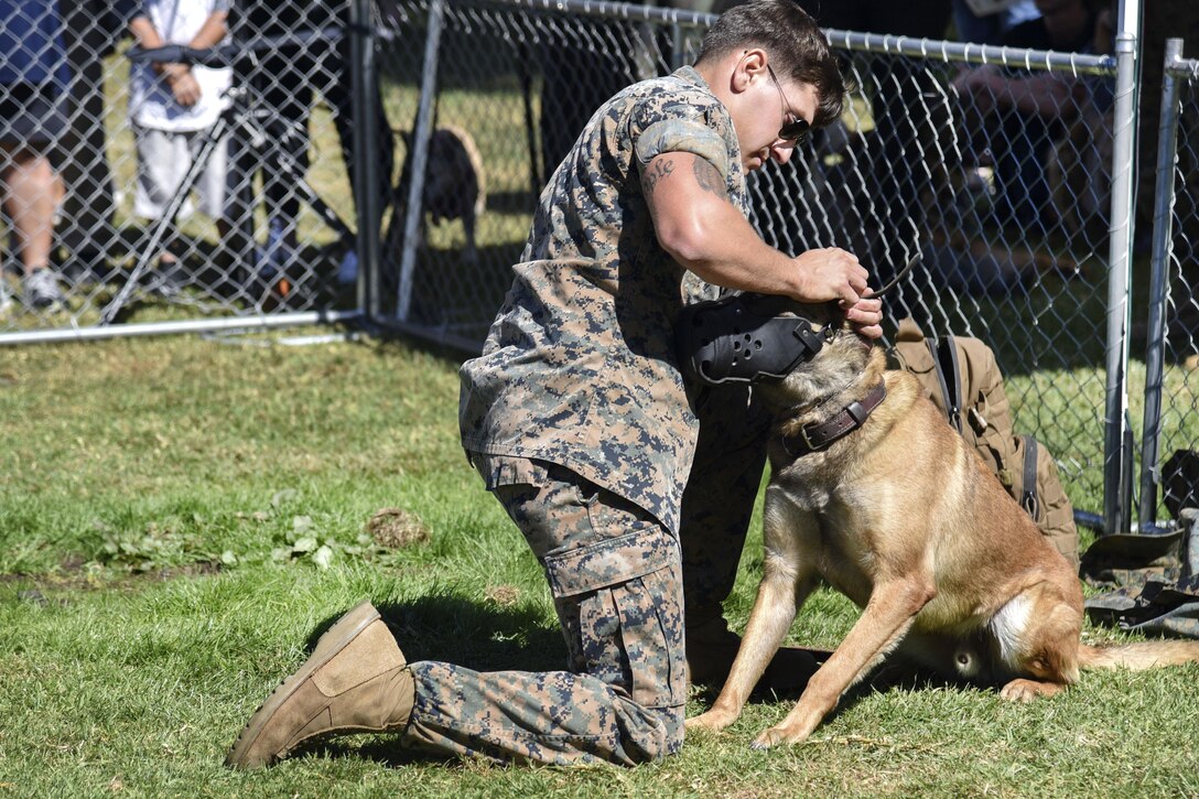 Marine Corps Lance Cpl. Braxton Rico puts a muzzle on Uurzua, a military working dog.