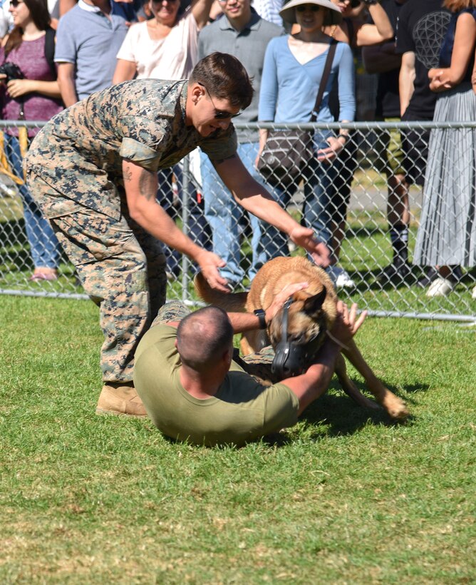 Marine Corps Lance Cpl. Braxton Rico, left, watches as Uurzua, his military working dog, performs a nonbiting evolution technique on Lance Cpl. John Sandherr.
