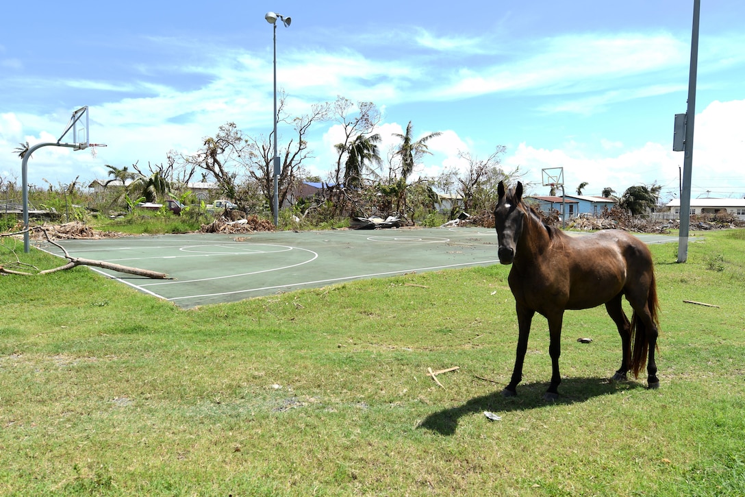 A horse roams free through the neighborhood after the hurricane.