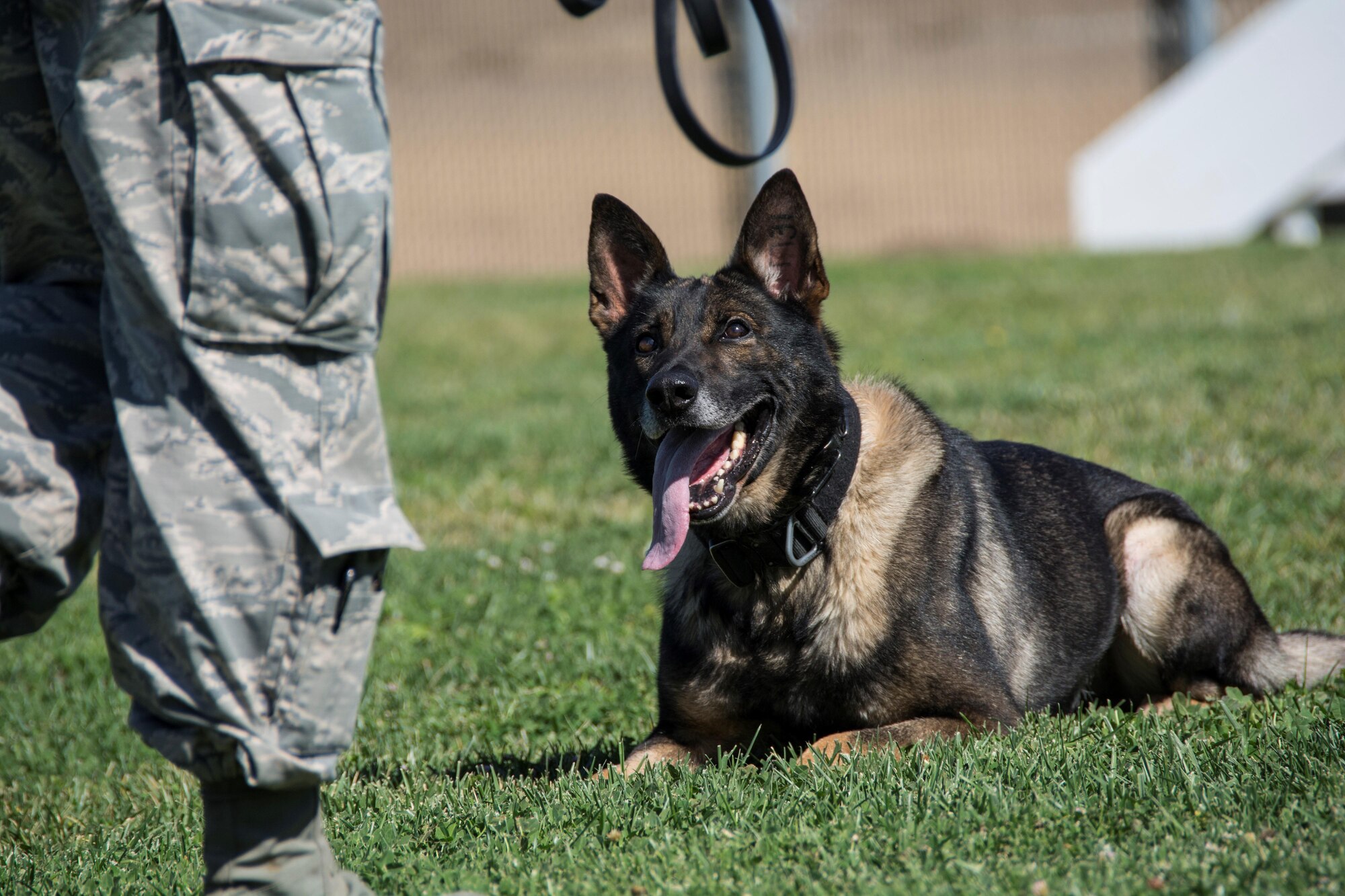 Huba, 60th Security Forces Squadron military working dog, waits for his handler to give a command Oct. 5 at Travis Air Force Base, Calif. Huba is one of many military working dogs that practice daily to stay above the standards on their training. (U.S. Air Force photo by Airman 1st Class, Jonathon D. A. Carnell)