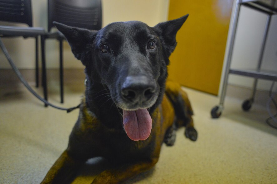 Tarzan, a U.S. Border Patrol K-9, smiles for a photo before a routine visit to the Veterinary Treatment Facility at Luke Air Force Base, Ariz., Oct. 4, 2017. The vet clinic’s primary mission is to care for government owned animals, but they also provide services for military family owned cats and dogs. (U.S. Air Force photo/Airman 1st Class Caleb Worpel)