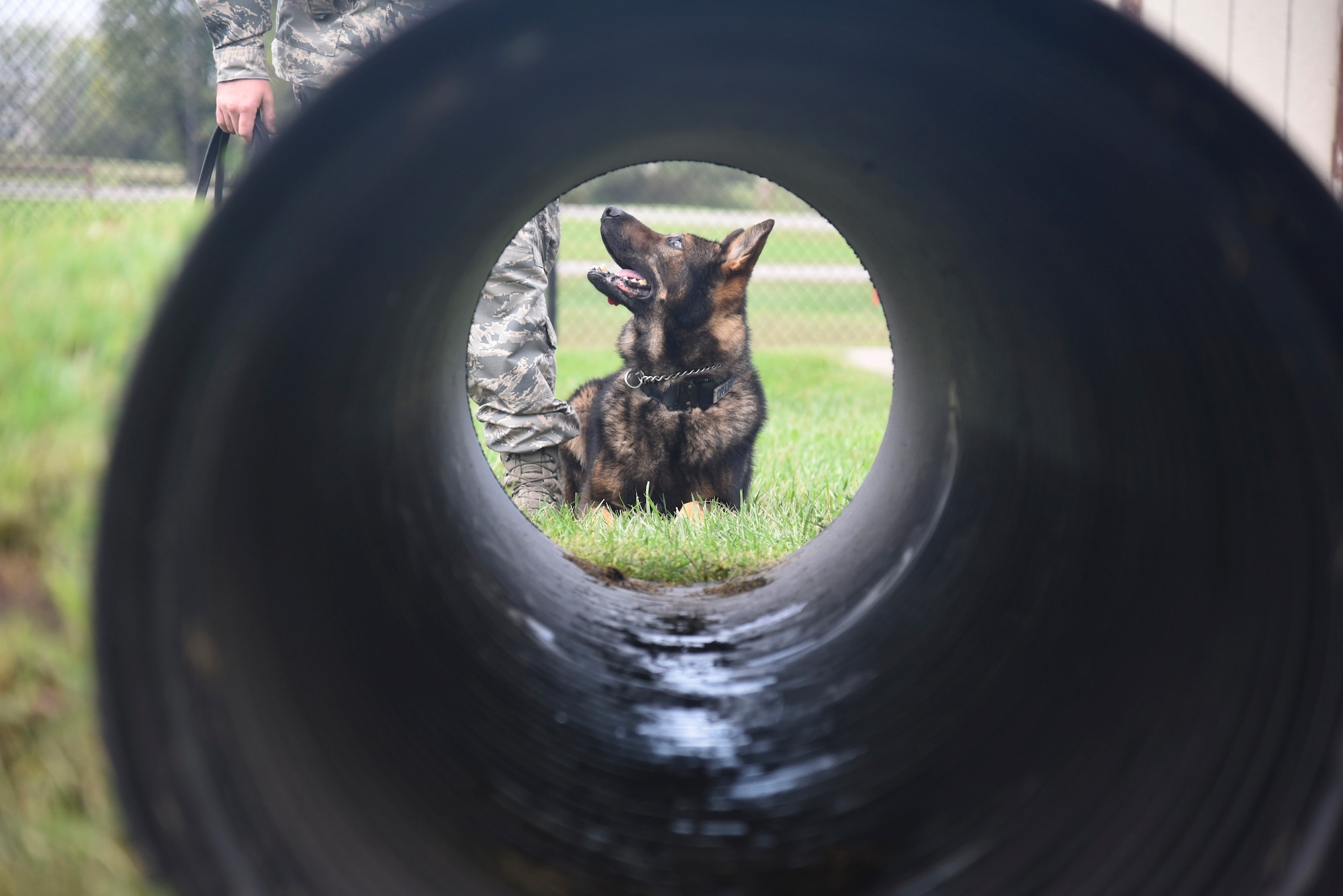 A dog through a tunnel