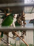 Protecting rare parrots in Puerto Rico