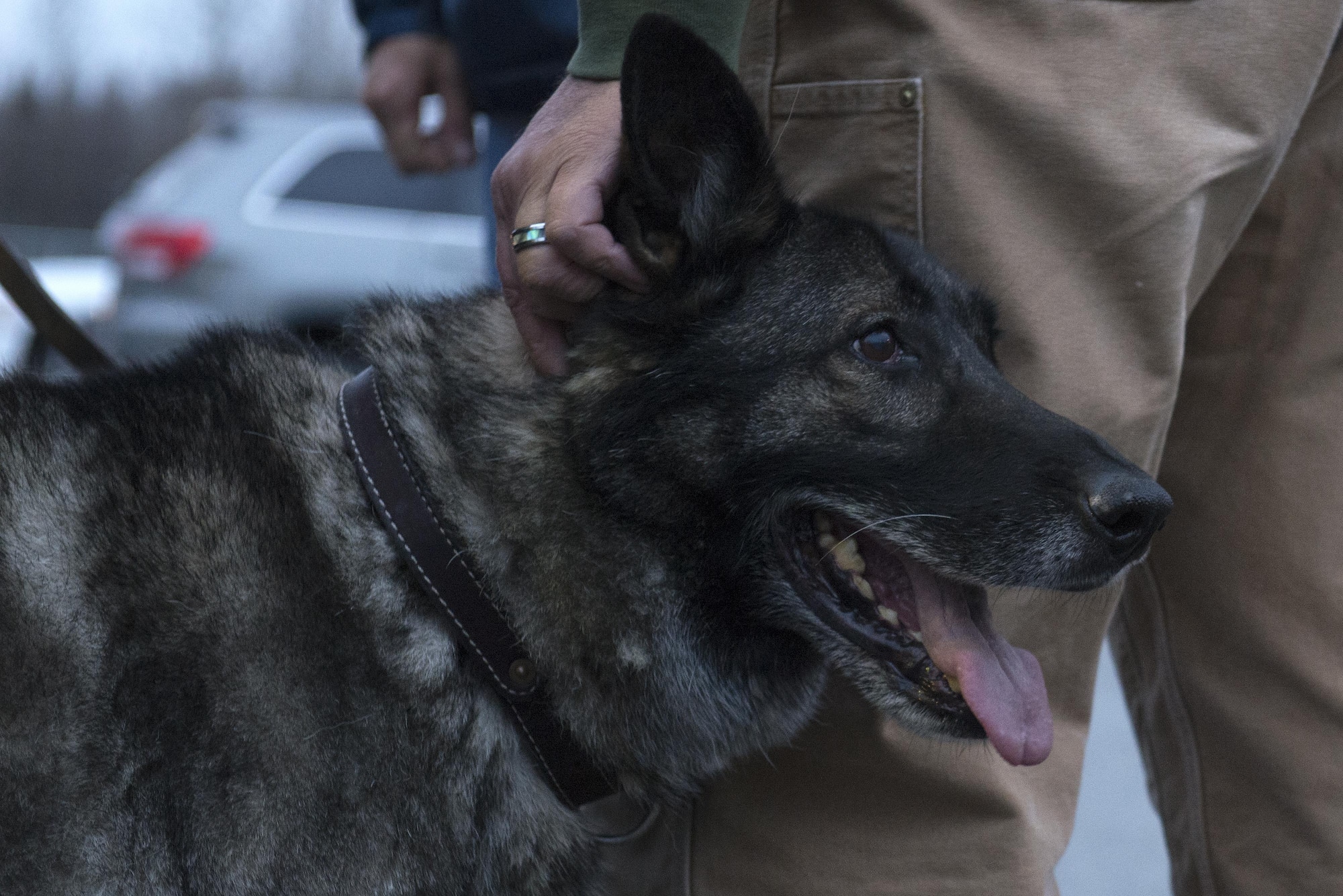Ajax, 673d Security Forces Squadron military working dog, greets well-wishers after his retirement ceremony, Oct. 13, 2017, on Joint Base Elmendorf-Richardson, Alaska. Ajax retired after nine years of service at JBER.