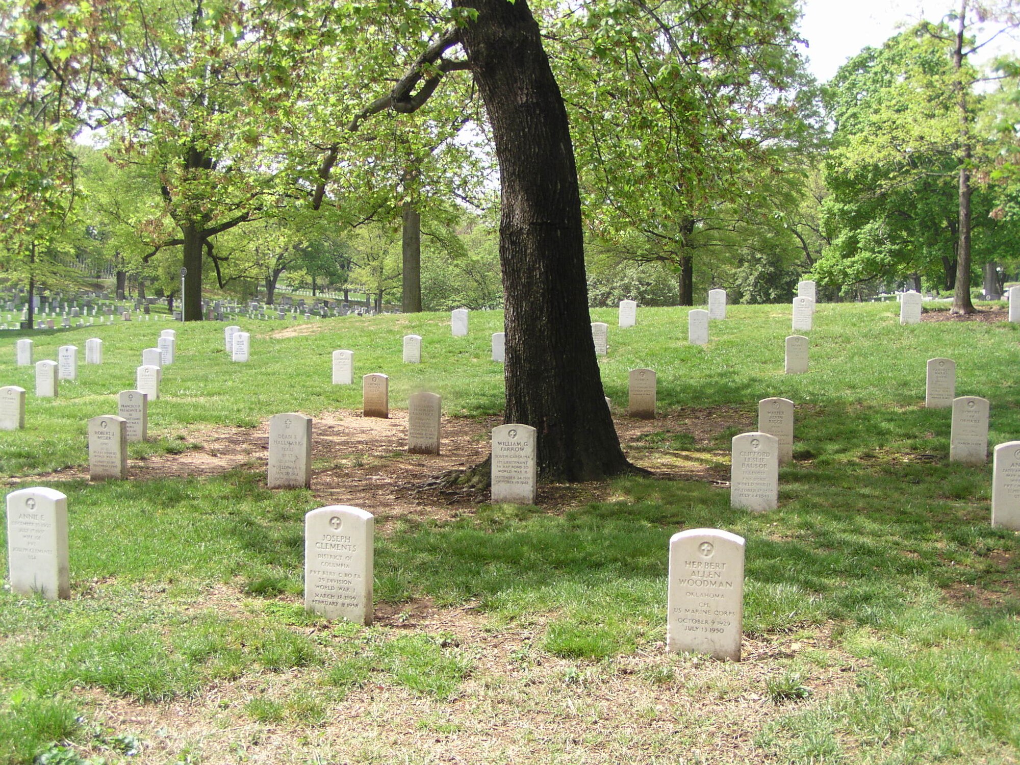 Farrow’s grave at Arlington National Cemetery in front of a tree. (Courtesy photo)