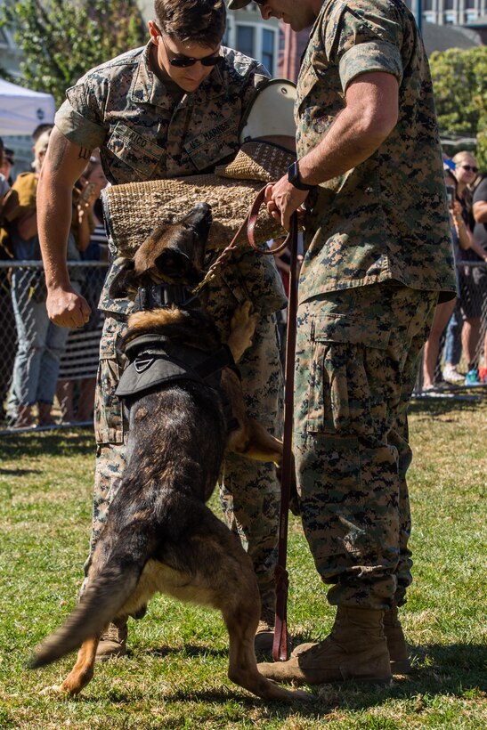 Lance Cpl. John Sandherr, with 1st Law Enforcement Battalion, I Marine Expeditionary Force, commands his military working dog Lotor to release the bite gear at K9 Heroes Bark at the Park at Duboce Park Oct. 7, 2017 as part of San Francisco Fleet Week 2017. The show demonstrated to the public the capabilities of four-legged professionals in different lines of work. (U.S. Marine Corps photo by Lance Cpl. Gabino Perez)