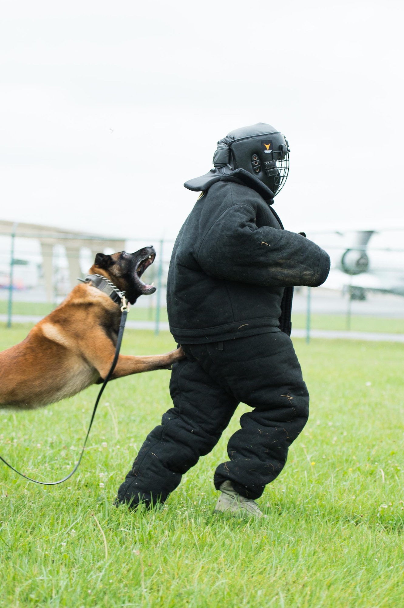 A military working dog apprehends Capt. Kaitlyn Clemens, ROTC Detachment 750 operations flight commander, Oct. 11, 2017, at Dover Air Force Base, Del.