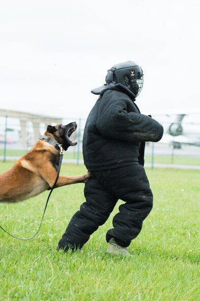 A military working dog apprehends Capt. Kaitlyn Clemens, ROTC Detachment 750 operations flight commander, Oct. 11, 2017, at Dover Air Force Base, Del.