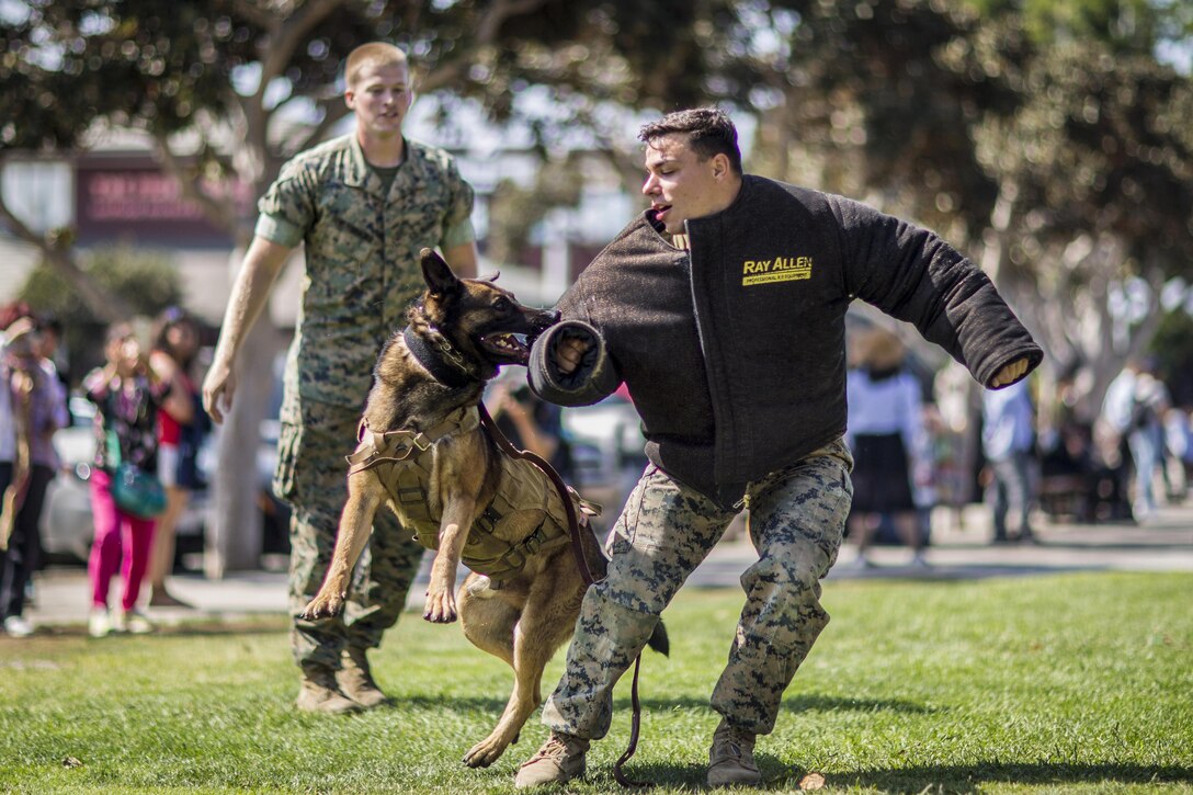 A Marine commands his military working dog to release his bite gear.