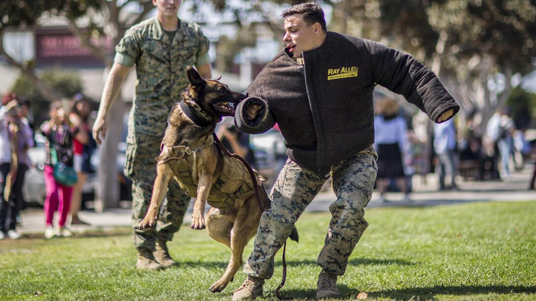 A Marine commands his military working dog to release his bite gear.