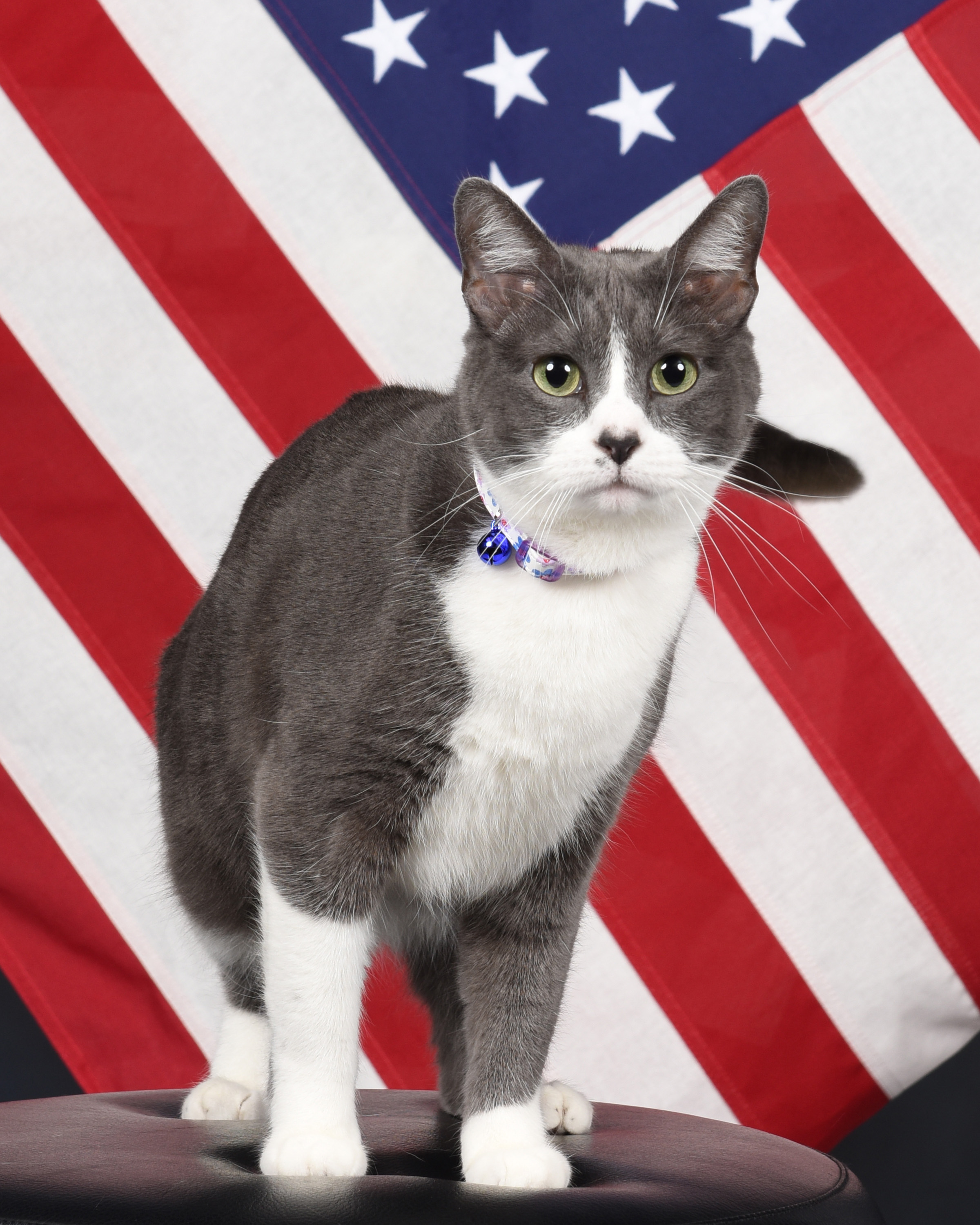 Fighting The War On Misis Right Meow Barksdale Air Force Base News