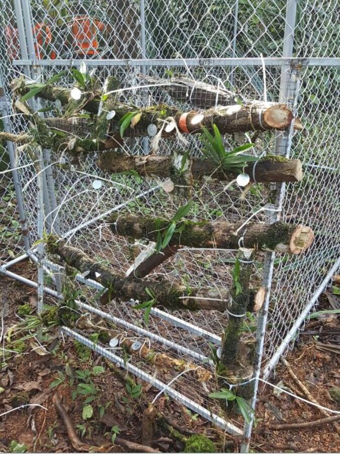 Black orchids being reintroduced into their native environment on Guam as
part of the Department of the Navy's compliance with the U.S. Fish and
Wildlife Service 2016 Biological Opinion. The transplantation of these
orchids, and other environmental initiatives, marks one of the first steps
in building a Marine Corps Base on Guam. To date, U.S. Military surveyors
and civilian contractors have preserved a total of 120 individual orchids
and successfully transplanted 37 within the Finegayan area.