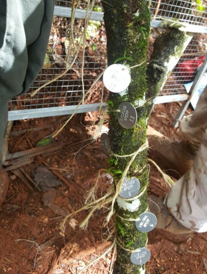Black orchids being reintroduced into their native environment on Guam as
part of the Department of the Navy's compliance with the U.S. Fish and
Wildlife Service 2016 Biological Opinion. The transplantation of these
orchids, and other environmental initiatives, marks one of the first steps
in building a Marine Corps Base on Guam. To date, U.S. Military surveyors
and civilian contractors have preserved a total of 120 individual orchids
and successfully transplanted 37 within the Finegayan area.