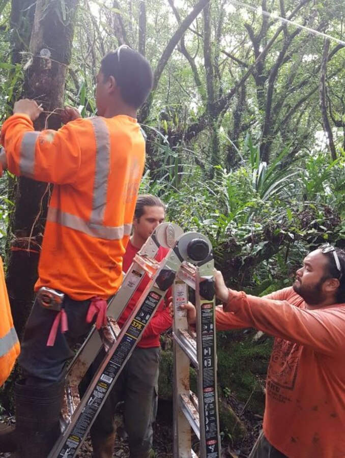 Black orchids being reintroduced into their native environment on Guam as
part of the Department of the Navy's compliance with the U.S. Fish and
Wildlife Service 2016 Biological Opinion. The transplantation of these
orchids, and other environmental initiatives, marks one of the first steps
in building a Marine Corps Base on Guam. To date, U.S. Military surveyors
and civilian contractors have preserved a total of 120 individual orchids
and successfully transplanted 37 within the Finegayan area.