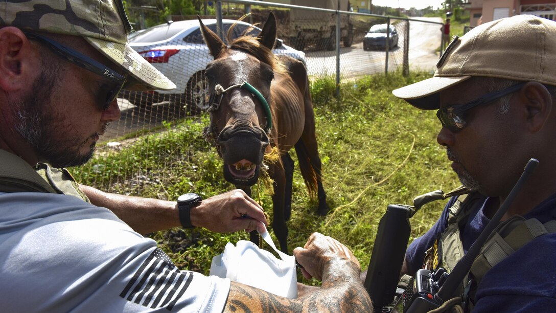 Coast Guardsmen open a water container for a horse who is standing open-mouthed in front of them.