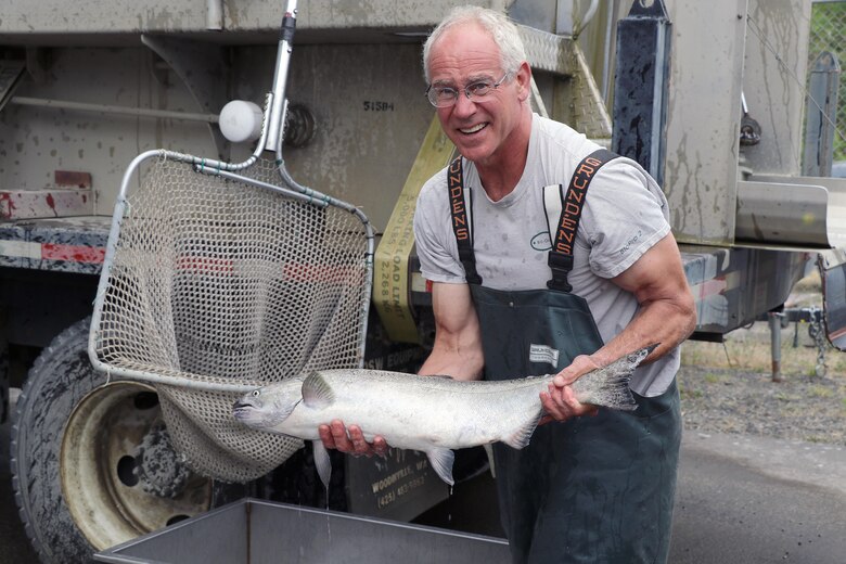 Puyallup Tribal Fisheries’ Blake Smith selects a Chinook salmon during biological inventory and hatchery stock collection operations at the U.S. Army Corps of Engineers’ trap and haul facility on the White River.