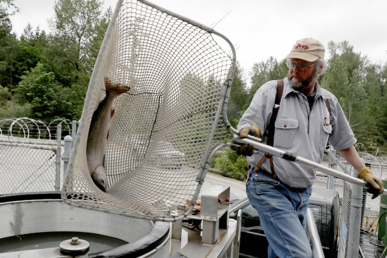 Mud Mountain Dam’s Dan Robinson loads a Chinook salmon into a U.S. Army Corps of Engineers truck for transport upstream of the dam.