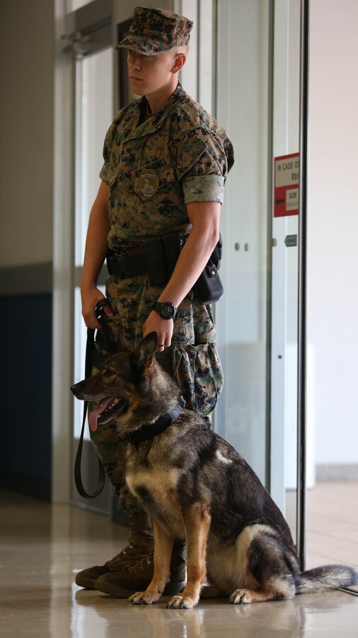 KADENA AIR BASE, OKINAWA, Japan – Lance Cpl. Garrett Impola stands guard during a K-9 demonstration at the Kadena Passenger Terminal on Kadena Air Base, Okinawa, Japan. This was the first K-9 demonstration Marine Corps Installations Pacific Provost Marshall Office’s K-9 held for Okinawa Prefectural Police’s K-9. Impola and his Military Working Dog, Rita, demonstrated aggression training during the brief. They ran through different signals and situations Rita is trained for. Impola is a military police officer and dog handler with Headquarters and Support Battalion, MCIPAC- Marine Corps Base Camp Butler, Japan. (U.S Marine photo by Lance Corporal Tayler P. Schwamb)