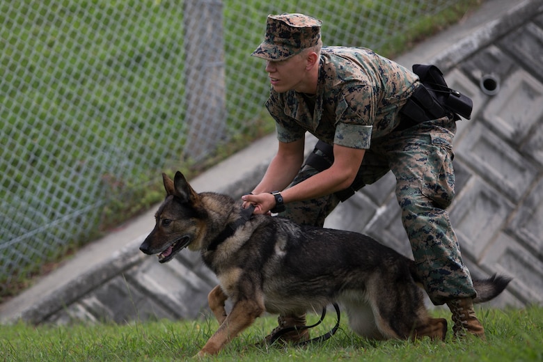Lance Cpl. Garrett Impola holds his dog back during a K-9 aggression demonstration.