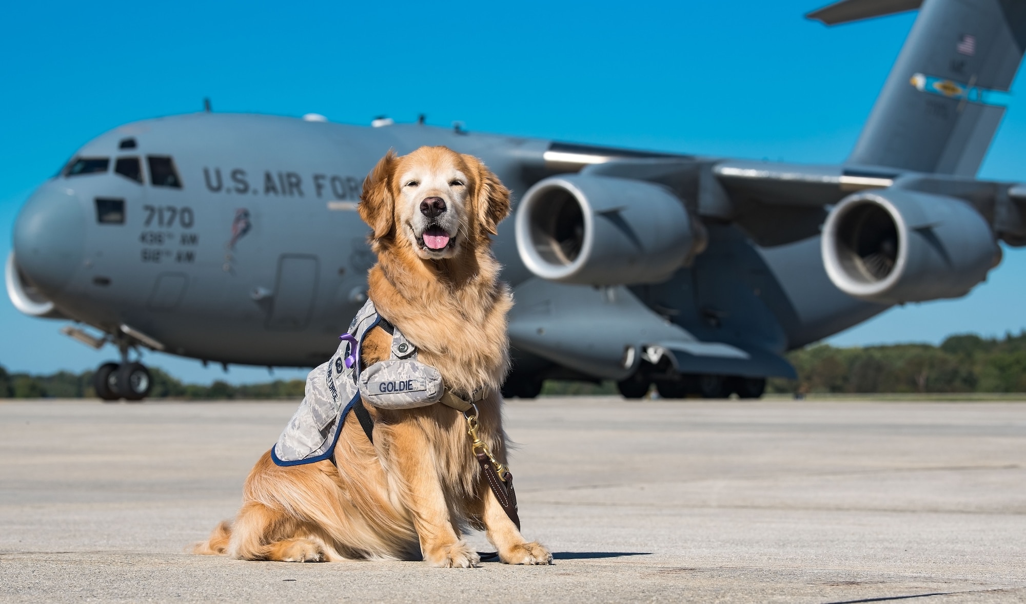 Lt. Col. Goldie poses for a photo on the flight line in front of a C-17 Globemaster III, Oct. 20, 2017, on Dover Air Force Base, Del. Goldie, the only U.S. Air Force therapy dog, is stationed at Walter Reed National Military Medical Center, Bethesda, Md., and took part in the 436th Medical Operations Squadron Family Advocacy Domestic Violence Awareness Month outreach by visiting Team Dover personnel. (U.S. Air Force photo by Roland Balik)