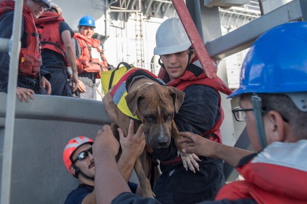 PACIFIC OCEAN (Oct. 25, 2017) Sailors help Zeus, one of twos dogs who were accompanying two mariners who were aided by the amphibious dock landing ship USS Ashland (LSD 48). Ashland, operating in the Indo-Asia-Pacific region on a routine deployment, rescued two American mariners who had been in distress for several months after their sailboat had a motor failure and had strayed well off its original course while traversing the Pacific Ocean.