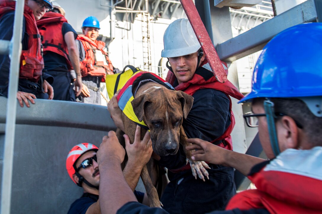 Three sailors wearing hard hats lift a large dog onto a ship.