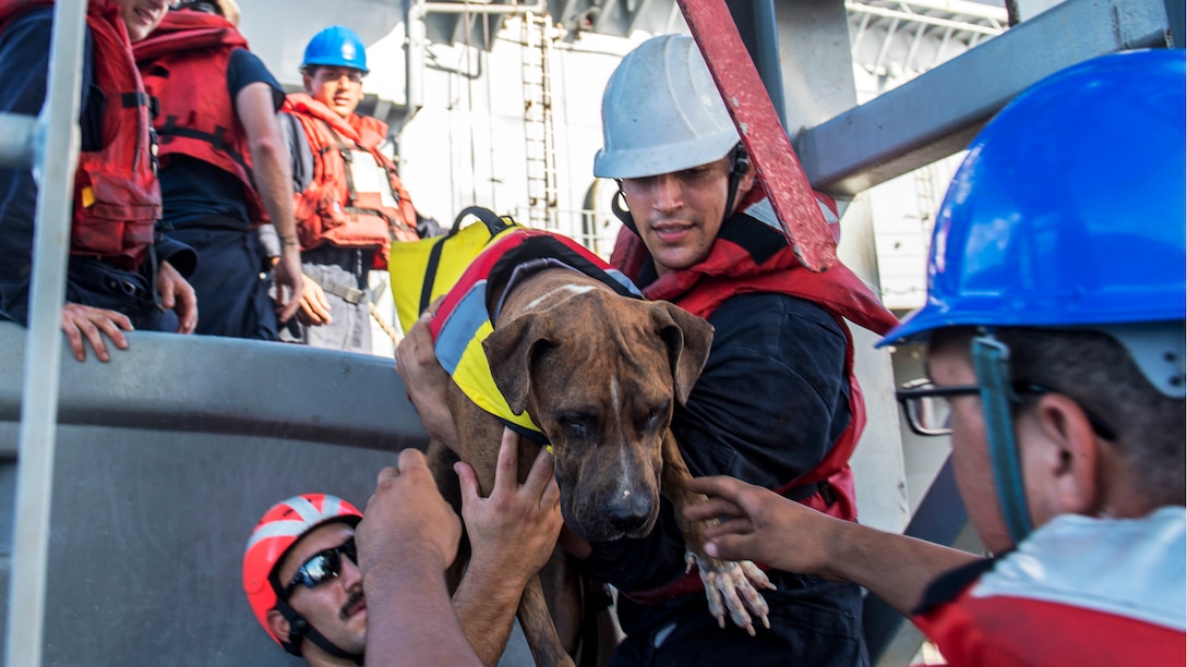 Three sailors wearing hard hats lift a large dog onto a ship.