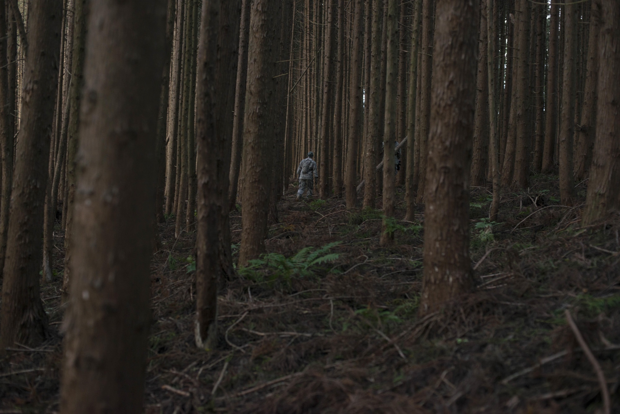 Walking through the woods